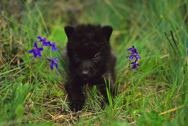 在鲜花中的黑狼幼崽 — 图库照片