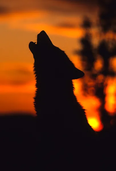 Uivando lobo no por do sol — Fotografia de Stock