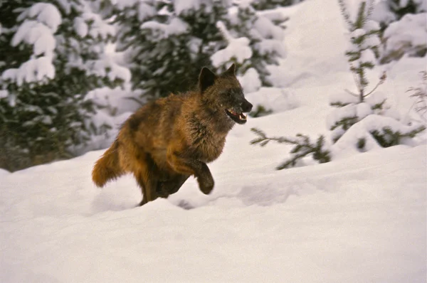 Wolf Running in Snow — Stock Photo, Image