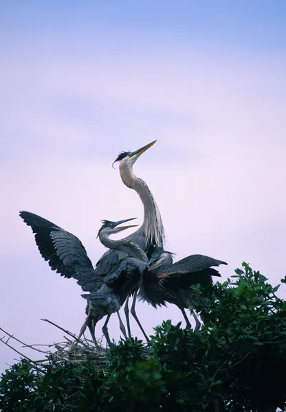 Great Blue Heron on Nest — Stock Photo, Image