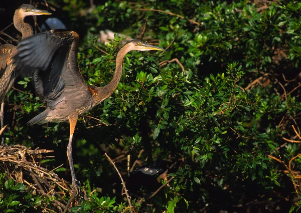 Great Blue Heron Young on Nest — Stock Photo, Image