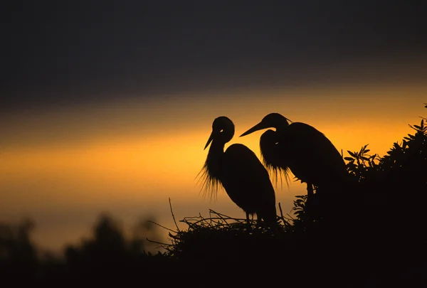 大蓝鹭上巢在日落 — 图库照片