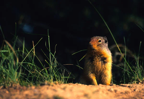 Columbian Ground Squirrel Royalty Free Stock Images