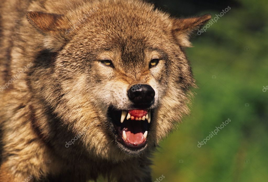 Wolf Growling Menacingly Showing Teeth Stock Photo 1854523987
