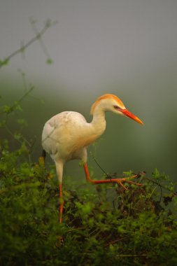 Cattle Egret in Tree clipart