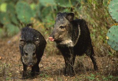 A pair of young wild boars clipart