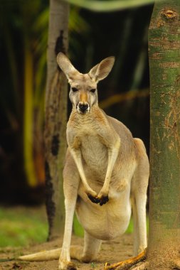 Kangaroo clipart