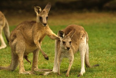 Kangaroos in Love clipart