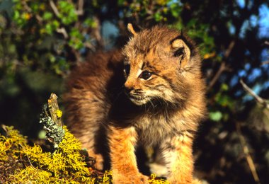 Kanadalı lynx yavru kedi