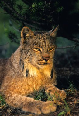 Canadian Lynx Portrait clipart