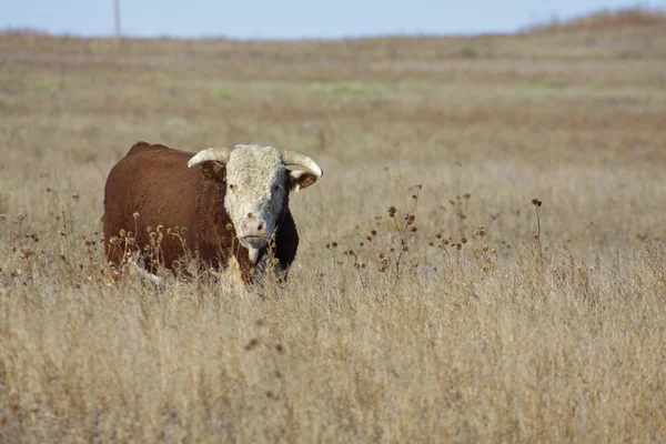 Hereford bull — Zdjęcie stockowe