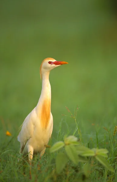 Cattle Egret — Stock Photo, Image