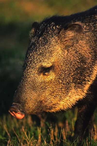 stock image Wild boar