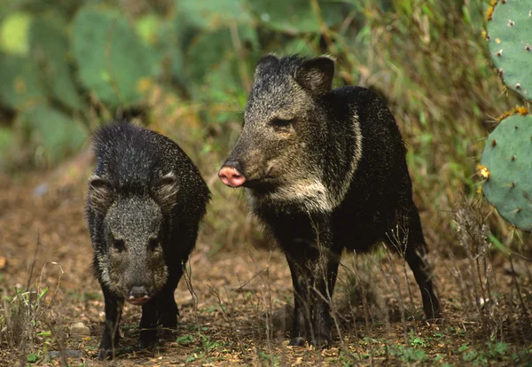 Sepasang babi hutan muda — Stok Foto