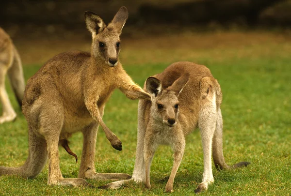 Kanguru aşık — Stok fotoğraf