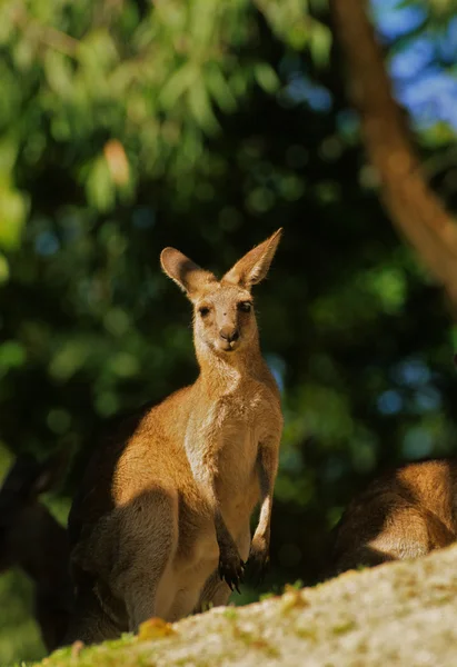 Kanguru — Stok fotoğraf