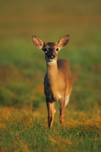 Genç geyik — Stok fotoğraf