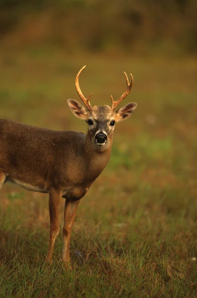 Young Whitetail Buck — Stock Photo, Image