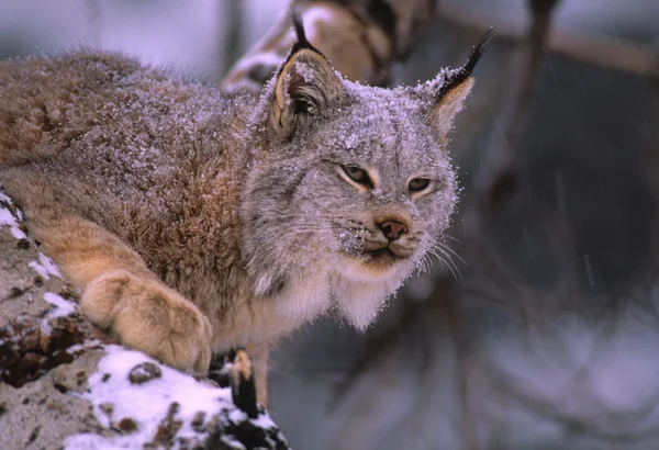 Canadian Lynx Portrait in Snow — Stock Photo, Image