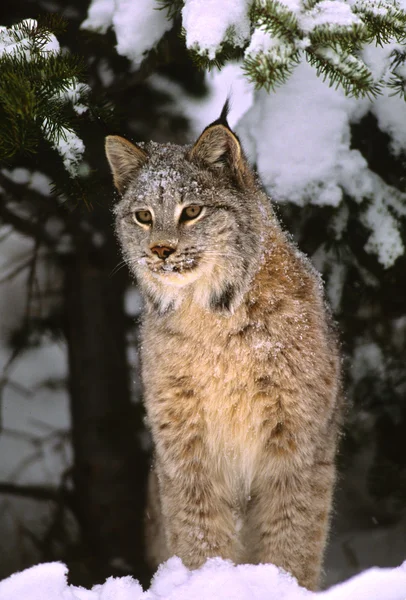 Canadese lynx in sneeuw — Stockfoto