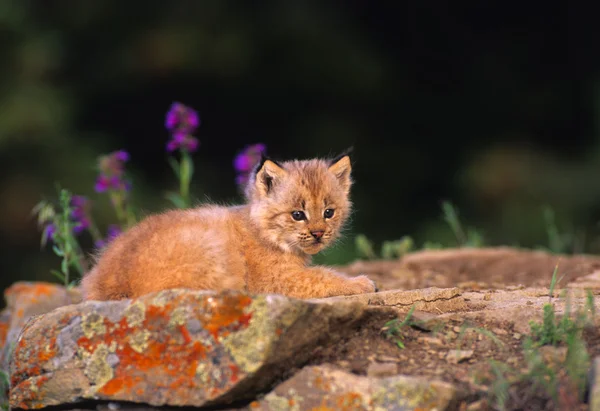 Canadian Lynx Kitten — Stock Photo, Image