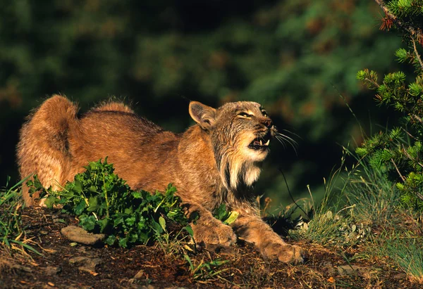 Canadian Lynx Snarling — Stock Photo, Image