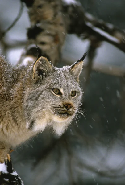 Retrato de Lynx canadense na neve — Fotografia de Stock