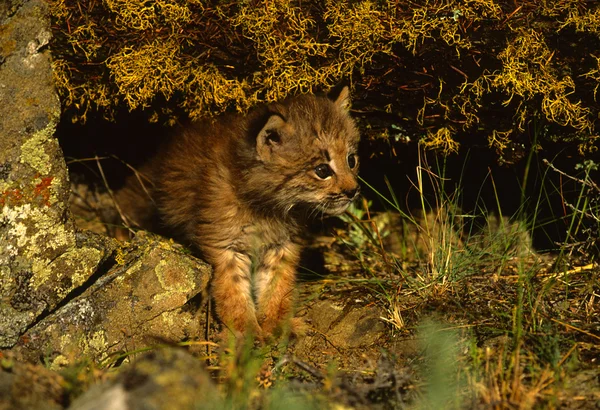 Canadian Lynx Kitten — Stock Photo, Image