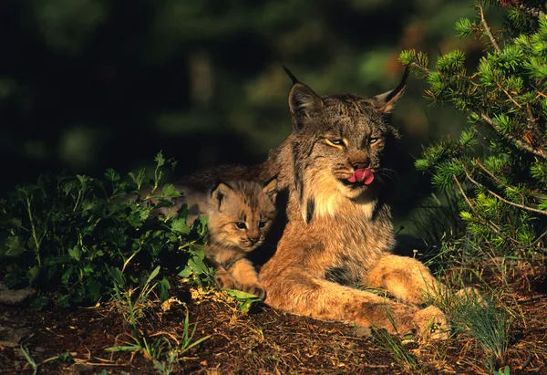 Lynx canadien avec chaton — Photo