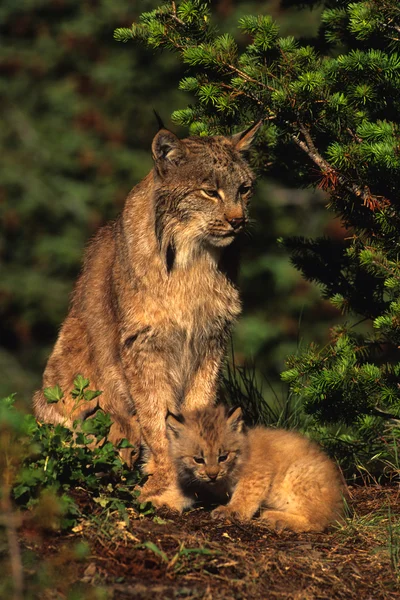 stock image Canadian Lynx with Kitten