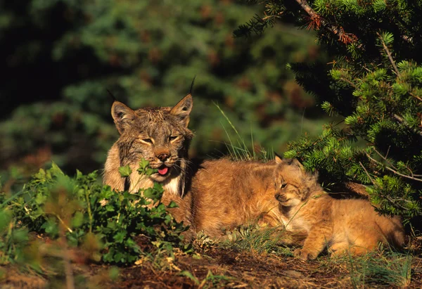 Lynx canadense com gatinho — Fotografia de Stock