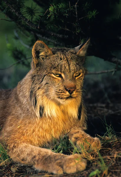 Retrato de Lynx canadense — Fotografia de Stock
