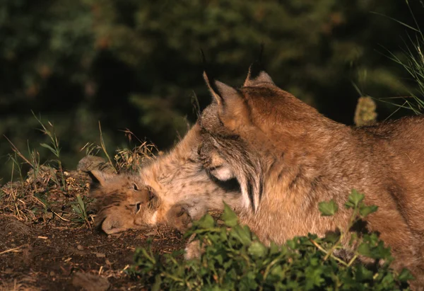 Lynx canadiense con gatito —  Fotos de Stock