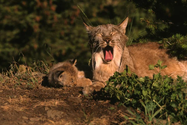 Lynx canadiense con gatito — Foto de Stock