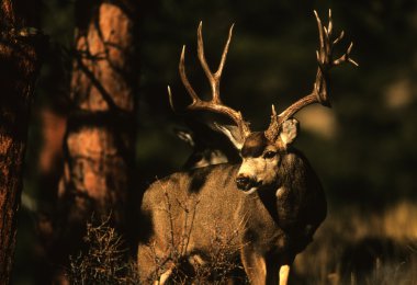Mule Deer Buck in Pines clipart