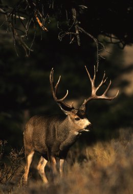 A huge mule deer buck clipart