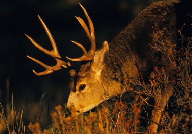 Mule Deer Buck portrait clipart