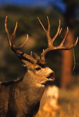 Mule Deer Buck Portrait clipart