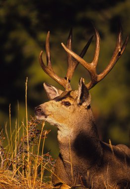 Mule Deer Buck portrait clipart