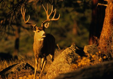 Trophy Mule Deer buck clipart