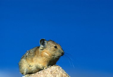 Pika on a rock clipart