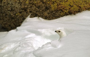 Ak kuyruklu ptarmigan kış