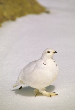 Ak kuyruklu ptarmigan kış