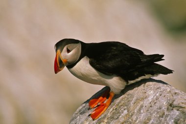 Atlantic Puffin on Rock clipart