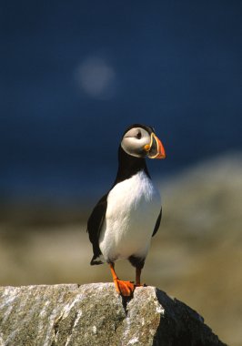 Atlantik puffin kaya