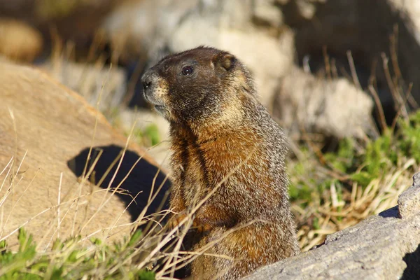 Gul - bellied marmot i beredskap — Stockfoto