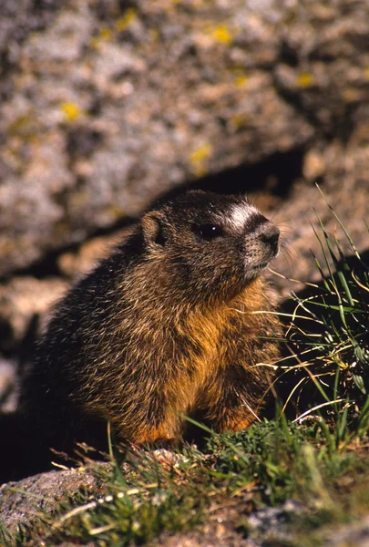 Retrato de marmota de vientre amarillo —  Fotos de Stock