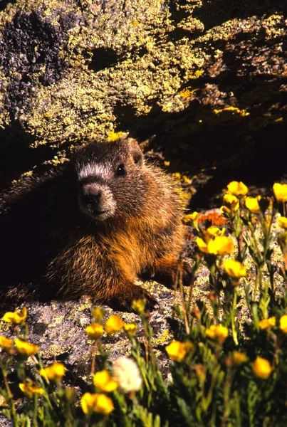 Portret marmot cu burtă galbenă în flori sălbatice — Fotografie, imagine de stoc