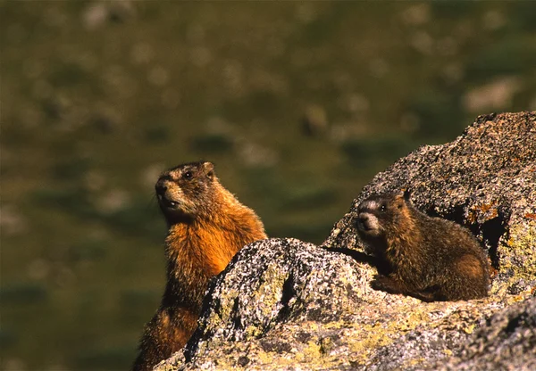 Marmotas de vientre amarillo en la roca — Foto de Stock