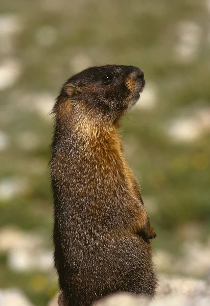 Geel - bellied marmot op alert — Stockfoto
